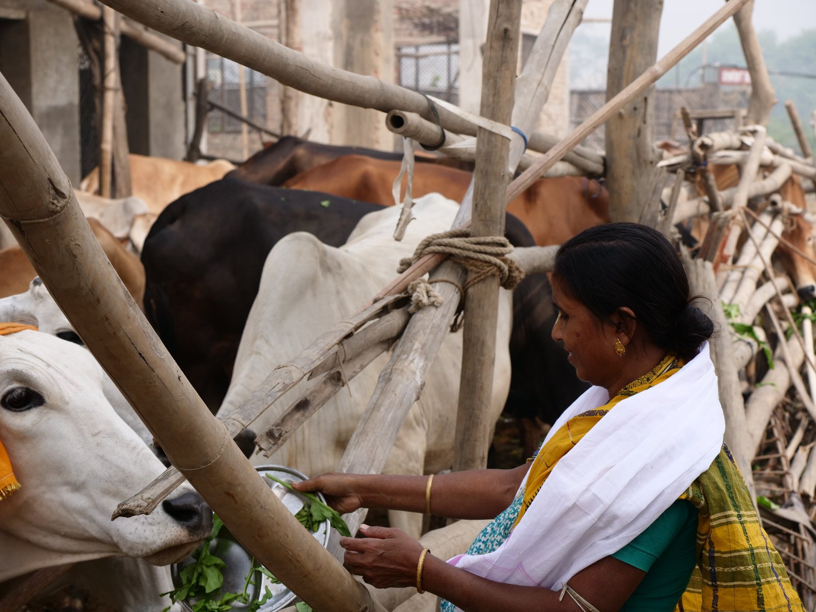  199 Gopashtami Radha kunda Govardhan 19.11.04